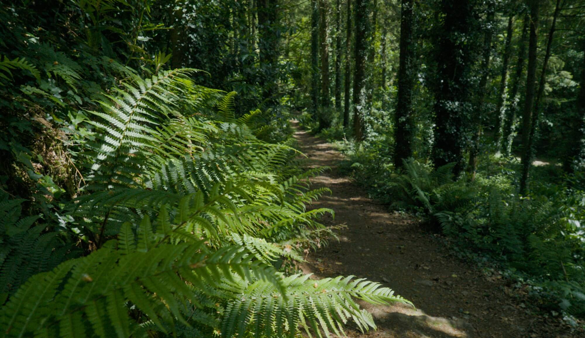 Ferns in the forest at Parc Glynllifon