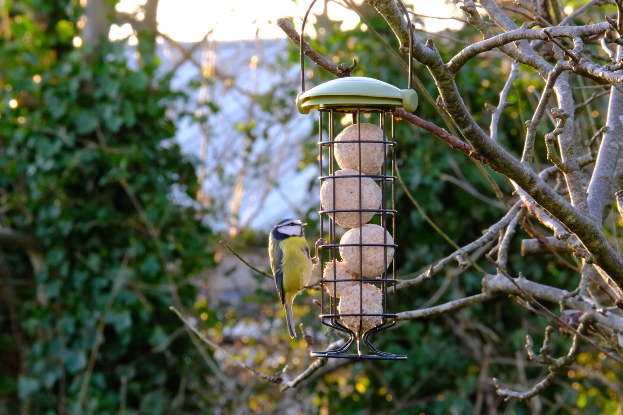 Mae aderyn bach melyn a glas yn eistedd ar borthwr metel sy'n cynnwys pedair pêl fraster crwn, yn hongian o ganghennau coed mewn gardd.