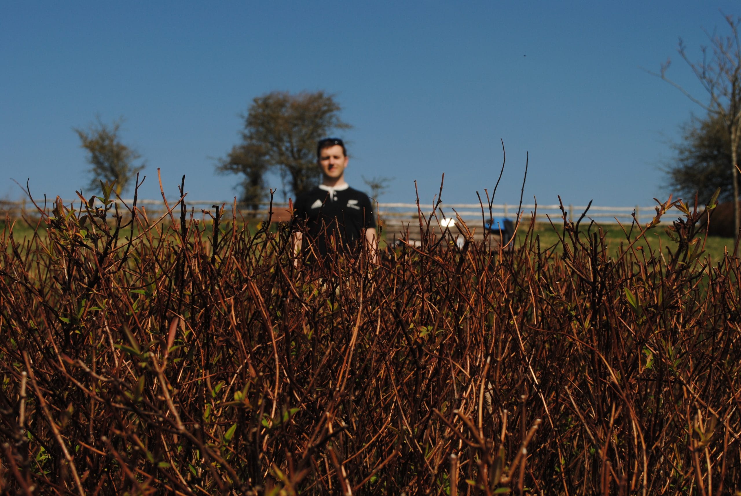 Mae Olu yn sefyll yn y cefndir y tu ôl i ddryslwyni trwchus o ganghennau noeth, wedi'i amgylchynu gan goed a ffens o dan awyr las glir—trefniant a luniwyd gan natur, y dylunydd gwreiddiol.